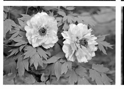rksi_963557()