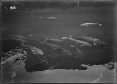 rksi_963573()