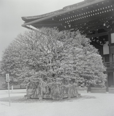 knd_05476(京都府京都市上京区京都御苑)