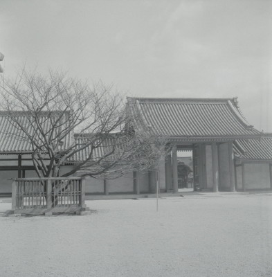 knd_05509(京都府京都市上京区京都御苑)