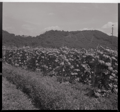knd_40376(京都府京都市左京区松ケ崎西山)