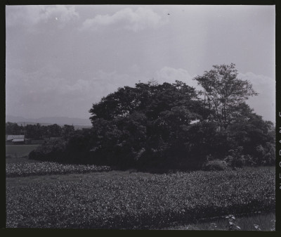 knd_50683(京都府京都市伏見区中島御所ノ内町)